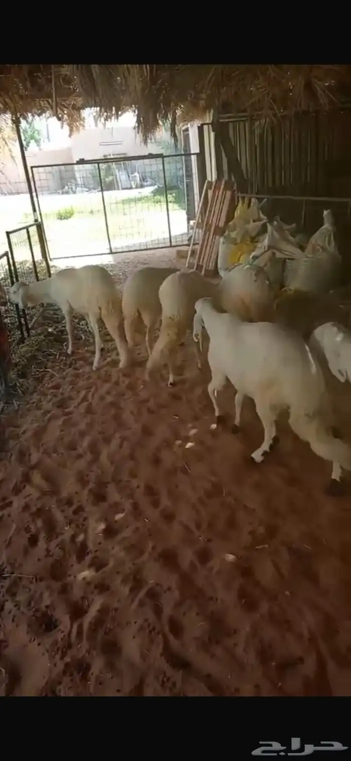 سواكن مرابي في المزرعه 1