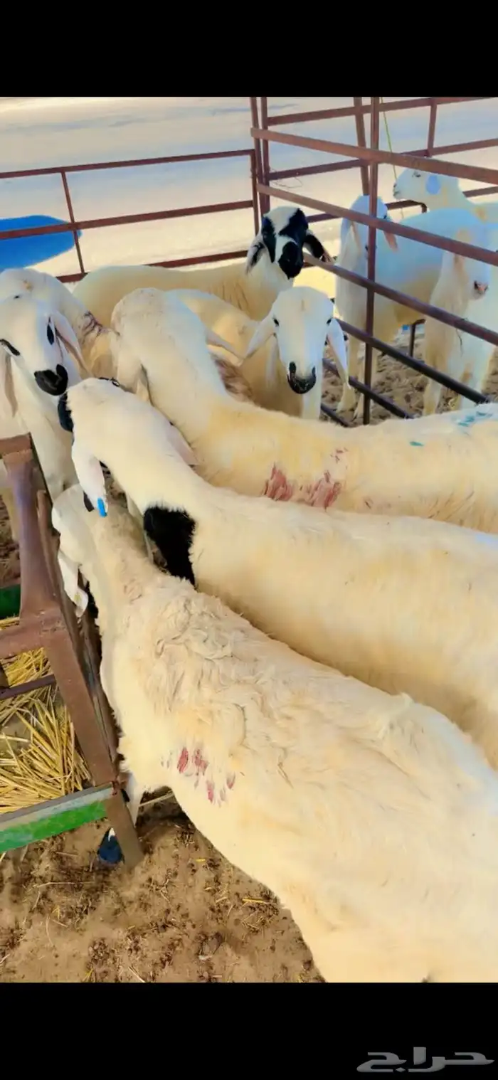 جذعان حري ونعيم بلدي وسواكني مرابي 11