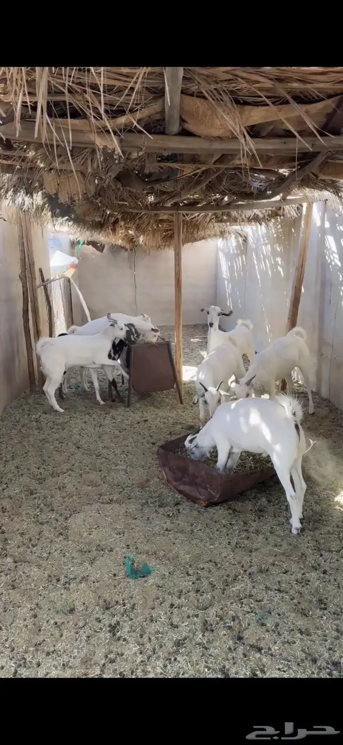 تيوس بيشيه مخصاه جذعان 1