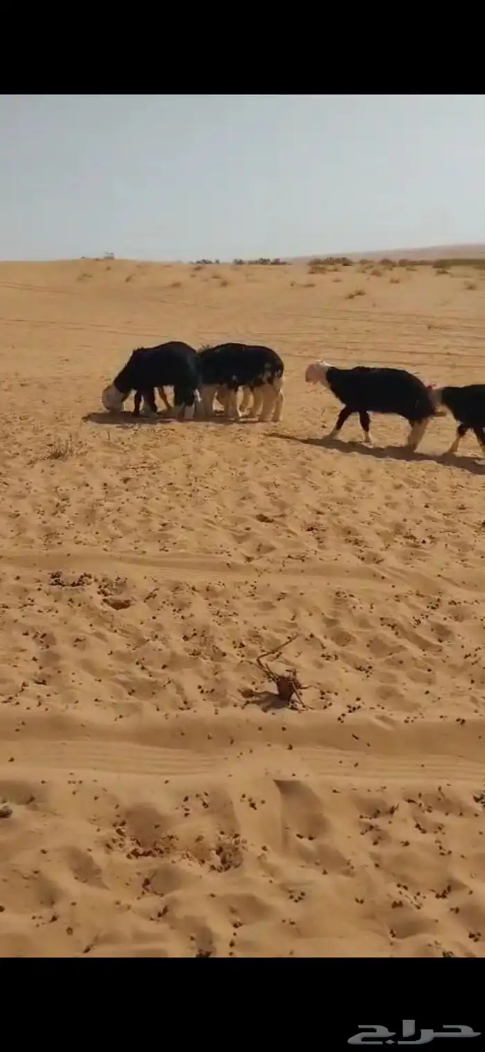 لبيع رخال نجد منوت القناي تم البيع خارج الموقع 1