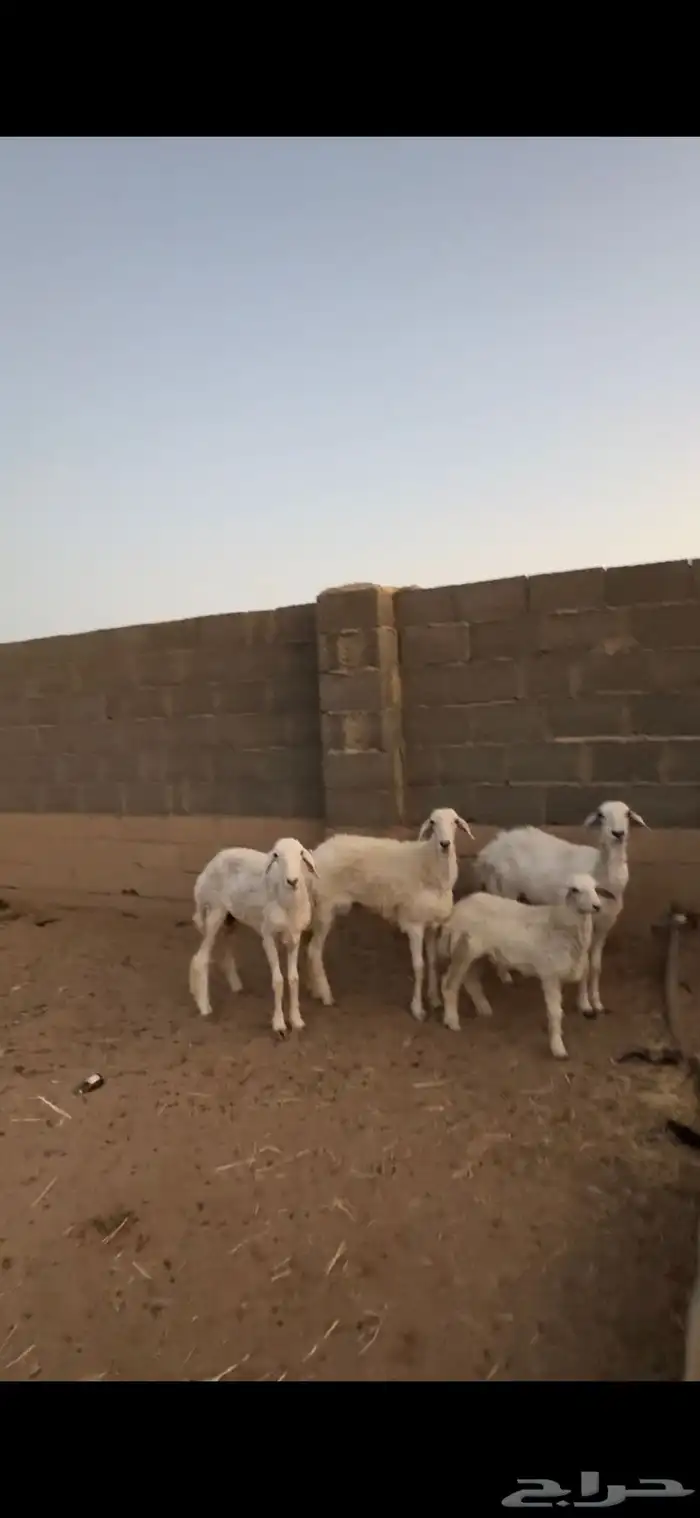 رخال العدد3 4