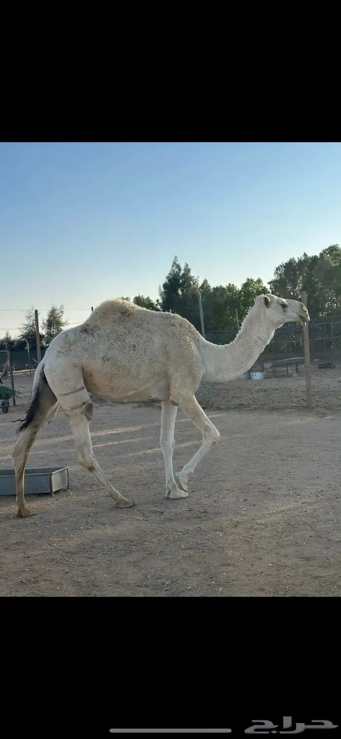 للبيع خلفه وضحا كفو تحتها بكره 1