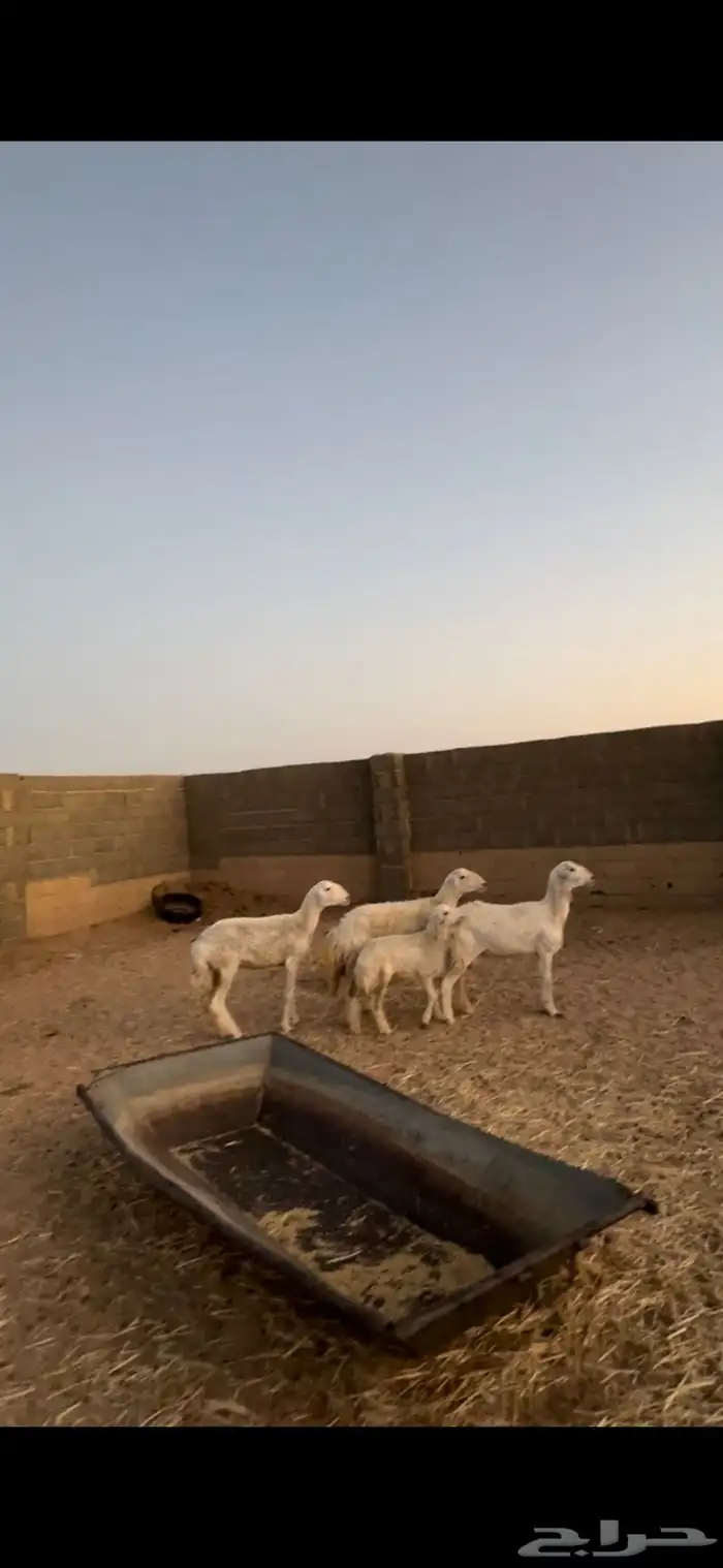 رخال العدد3 1