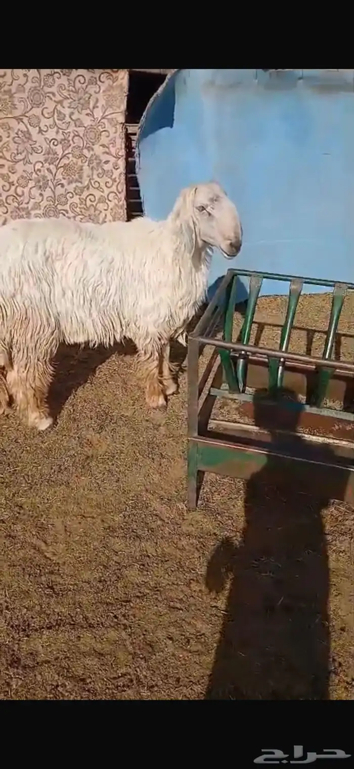 للبيع فحل عيسي ثني مشروط القريع والنسف شفت يقرع ثلاث مرات 5