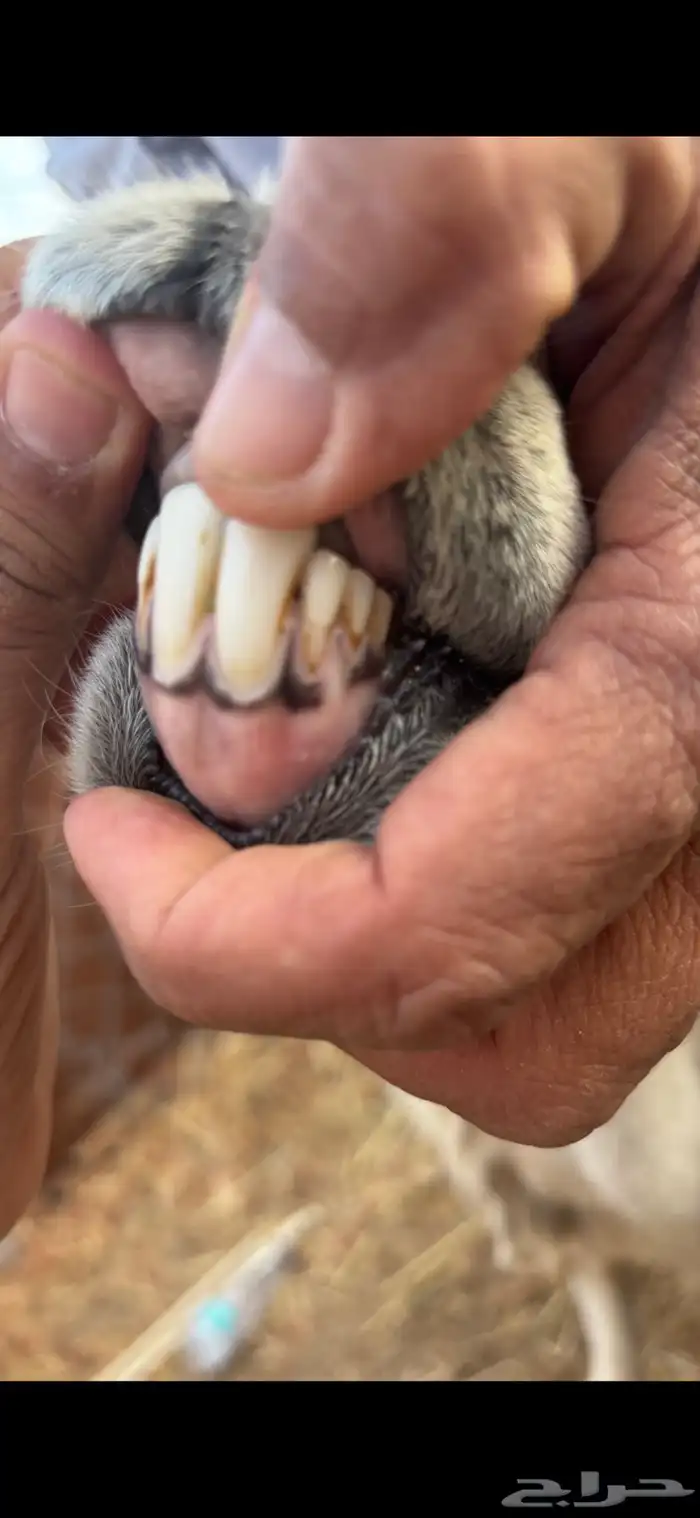 رخل حريه ثنيه والد معه طلي 7