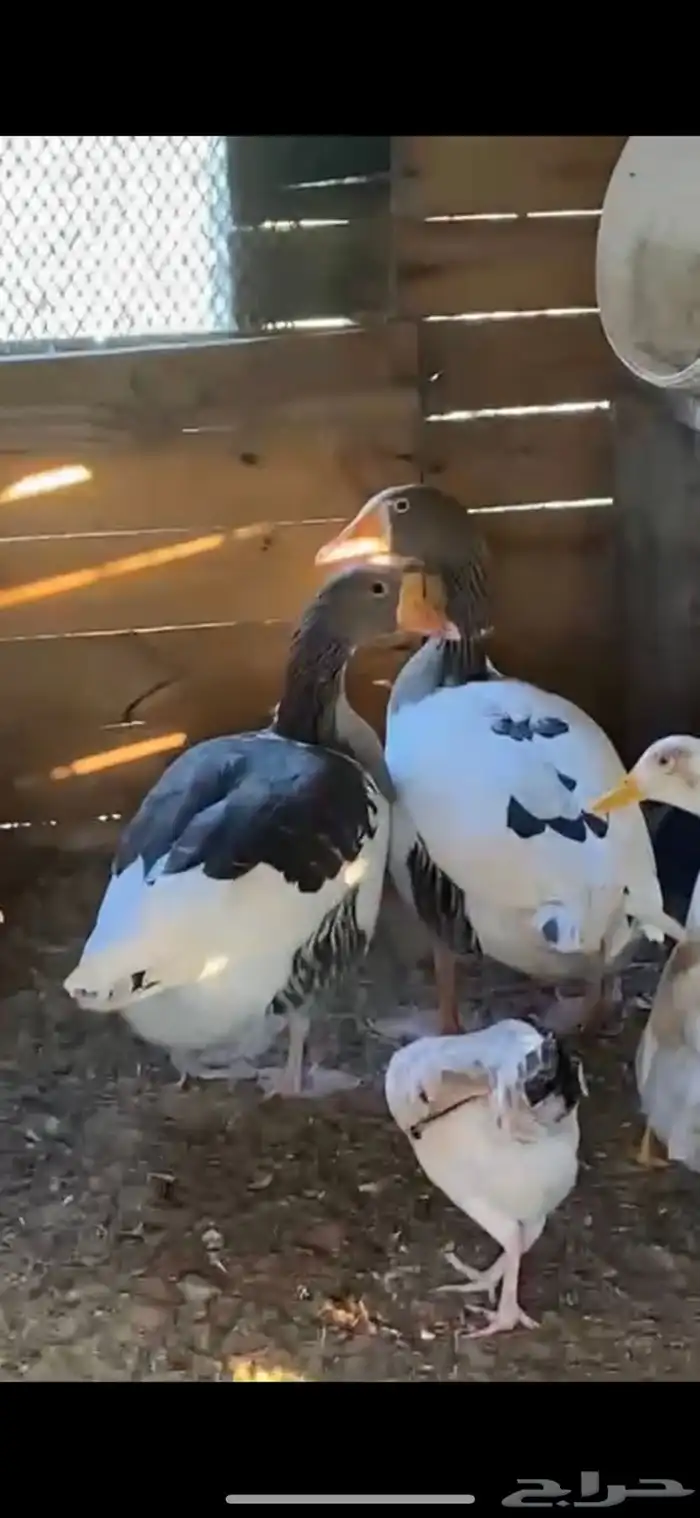 حمام فرنسي  وز 3