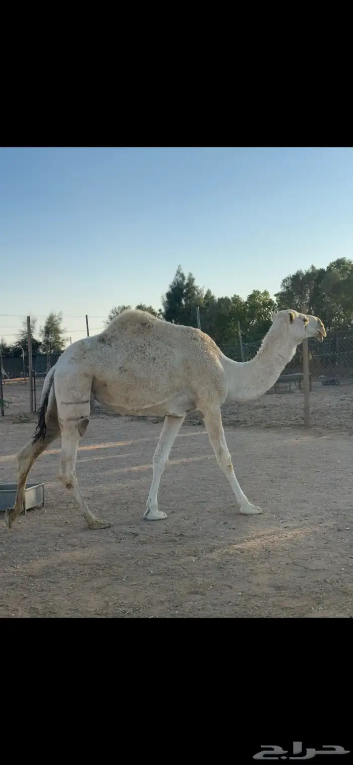 للبيع خلفه وضحا كفو تحتها بكره 0