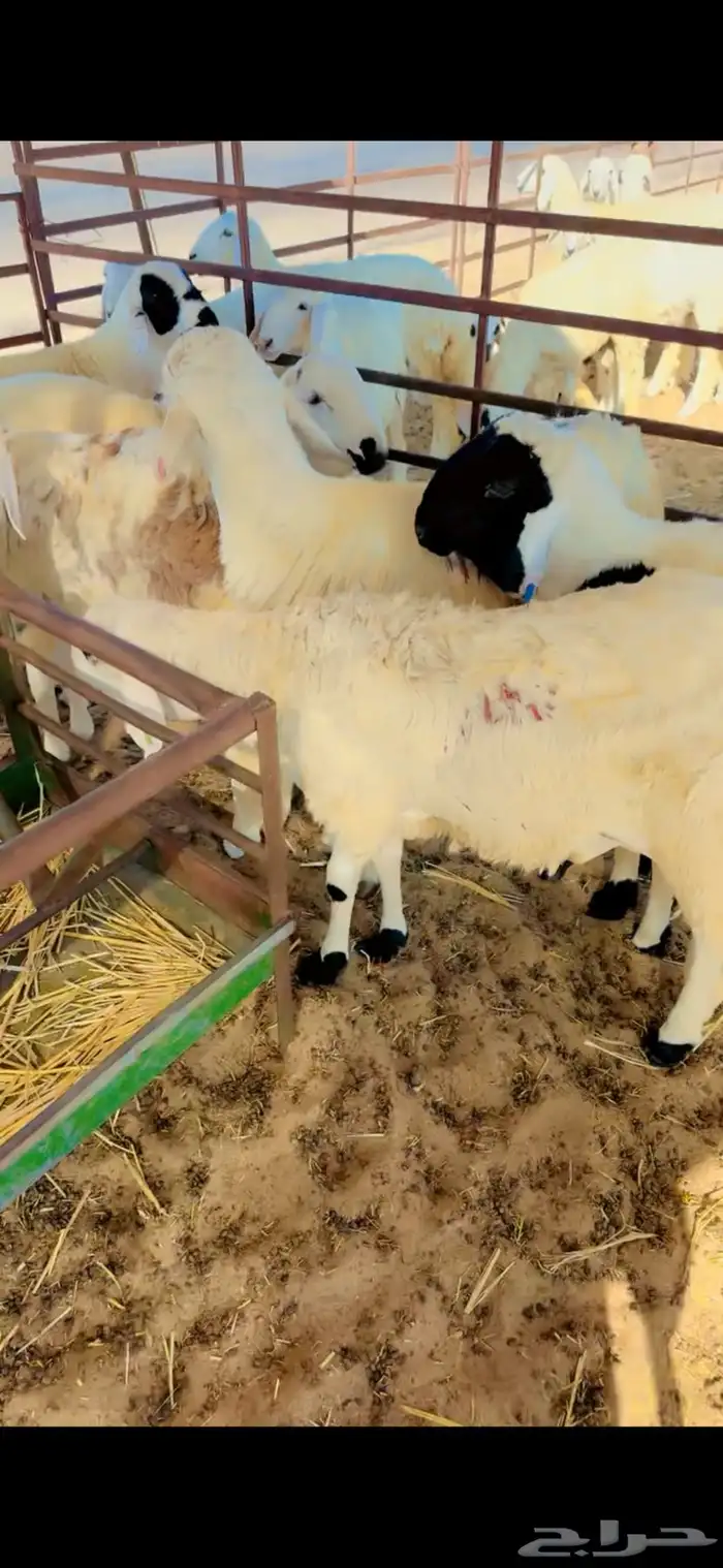 جذعان حري ونعيم بلدي وسواكني مرابي 10