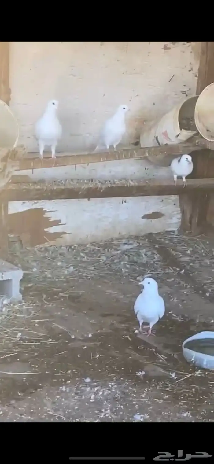 حمام فرنسي  وز 2