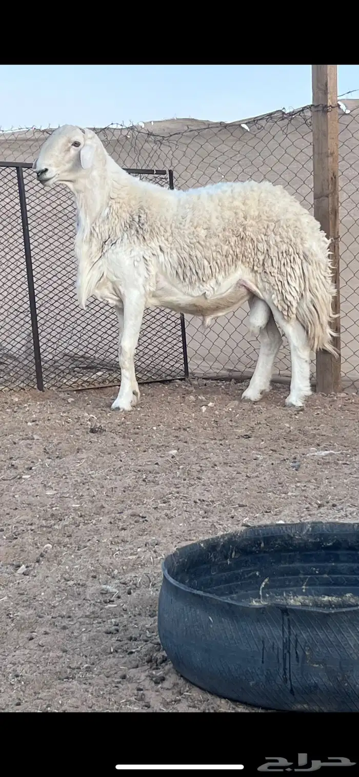 غنم حريات حرش كفو صنف فواخر دفيع ومضاريع للبيع 19