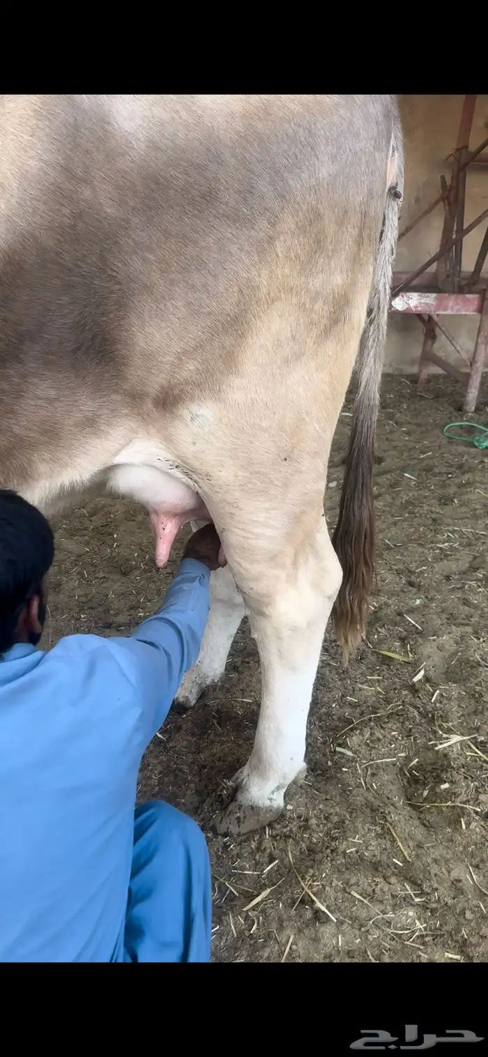 بقره المانيه 1