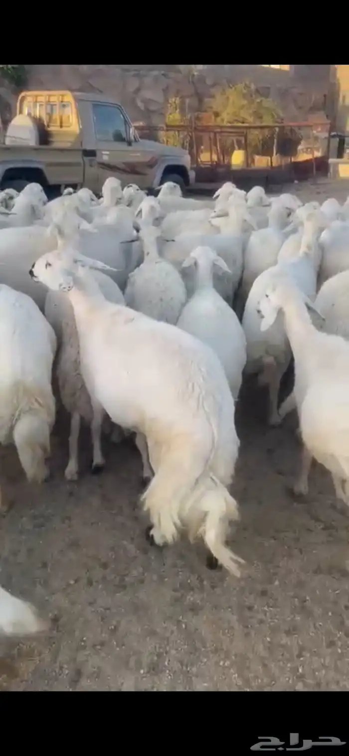 غنم حرش صنف 28