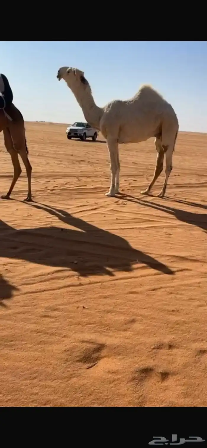 قعود حق يلقي ابوه ولد الامير 0