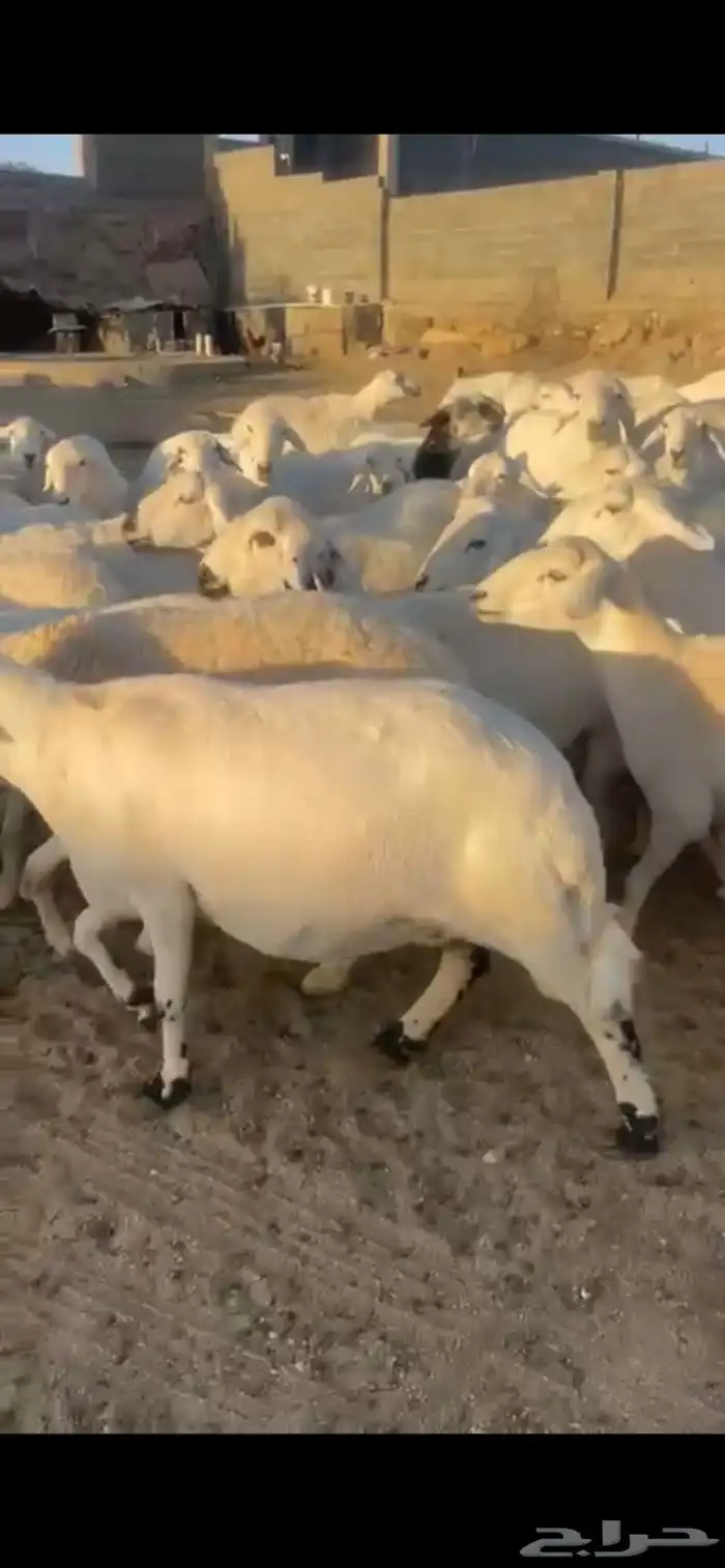 غنم حرش صنف 9