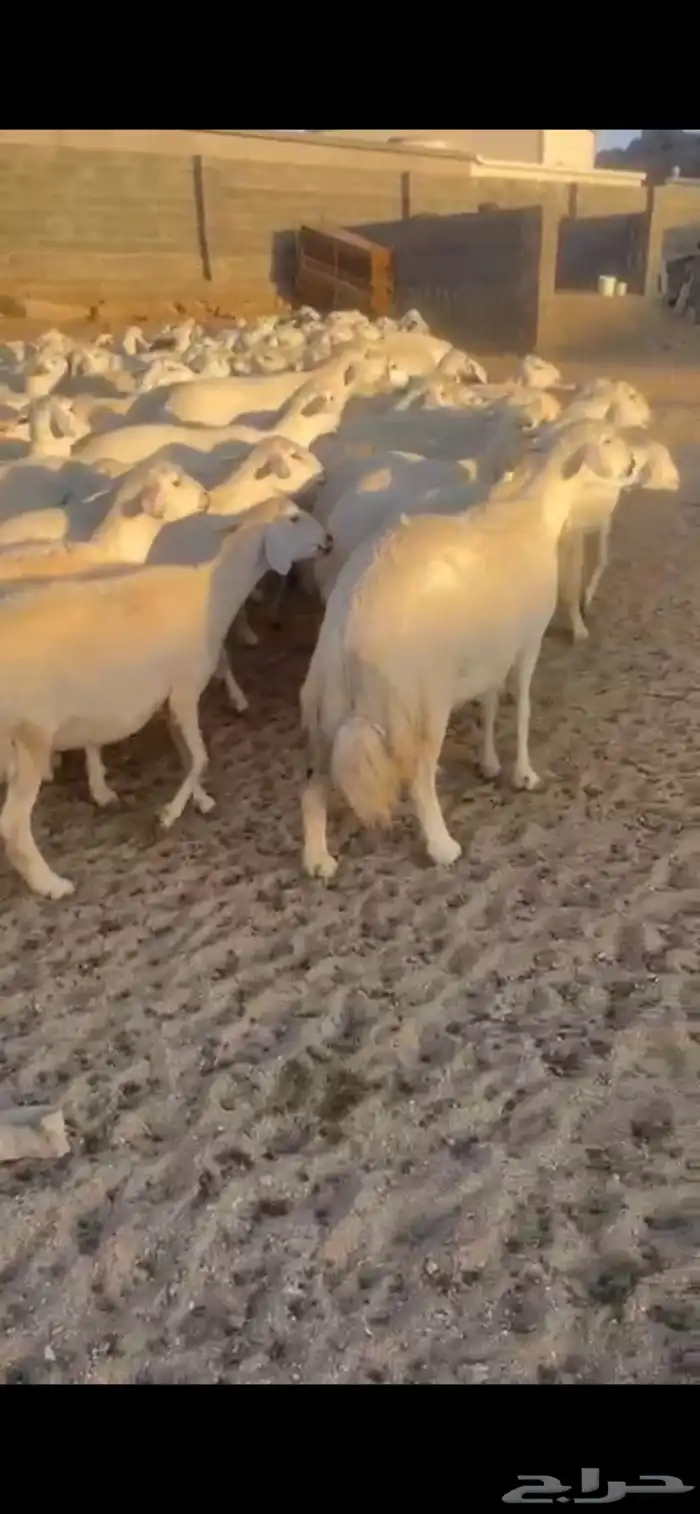 غنم حرش صنف 14