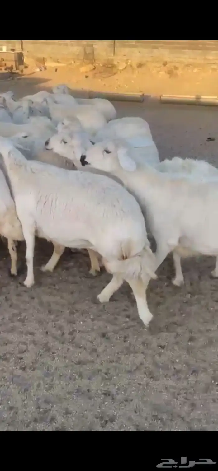 غنم حرش صنف 4