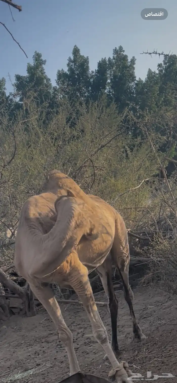 ناقه حايل سمين للبيع 2