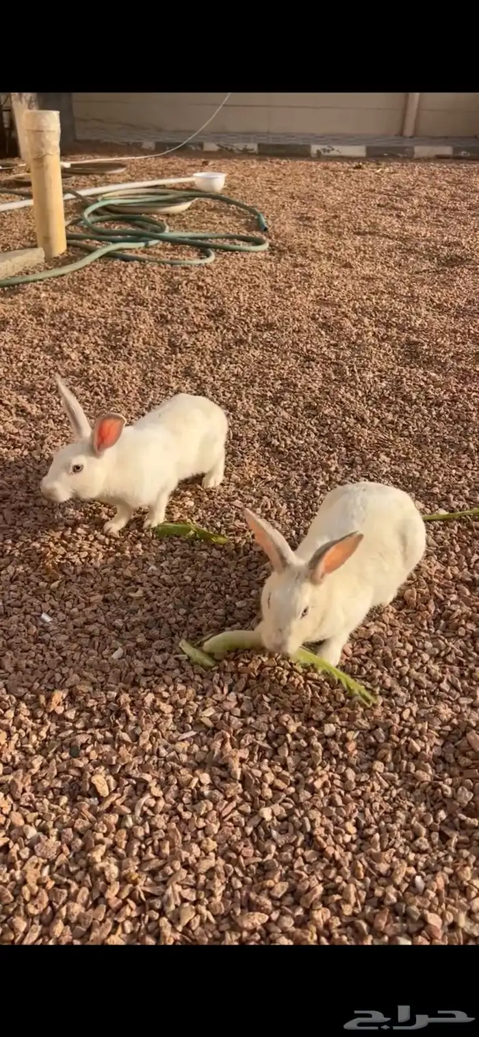 زوج ارانب 0