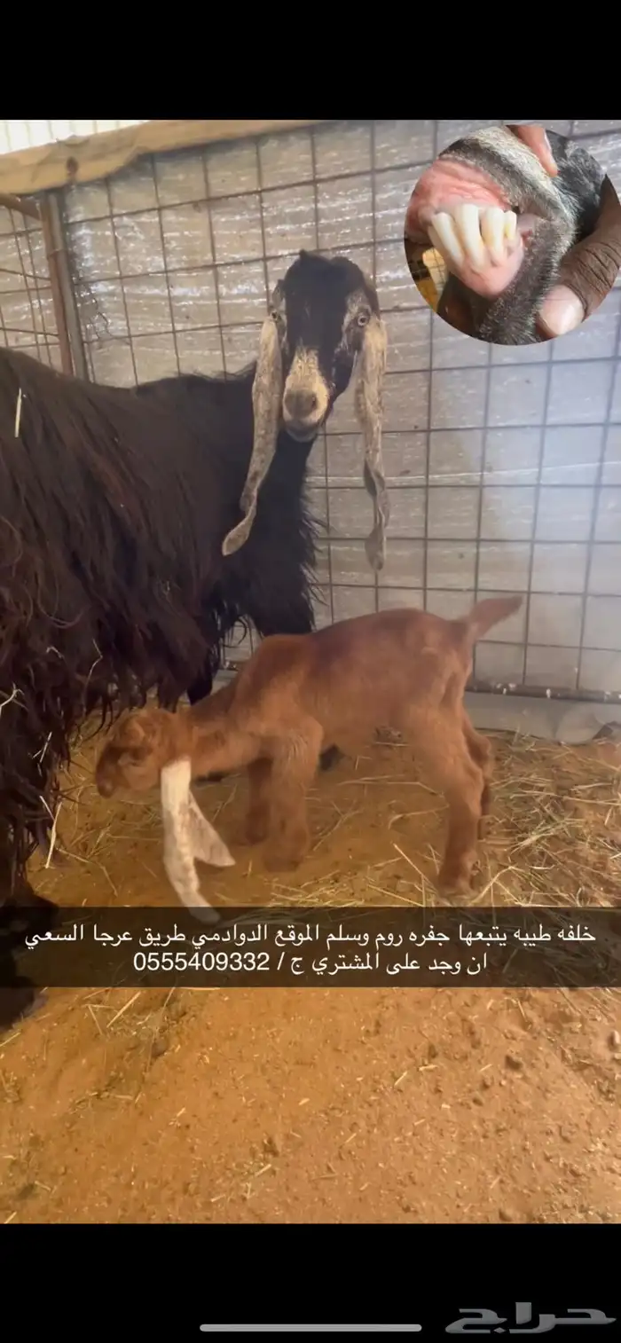 معزاء خلفات العدد 14 يتبعها 22 2