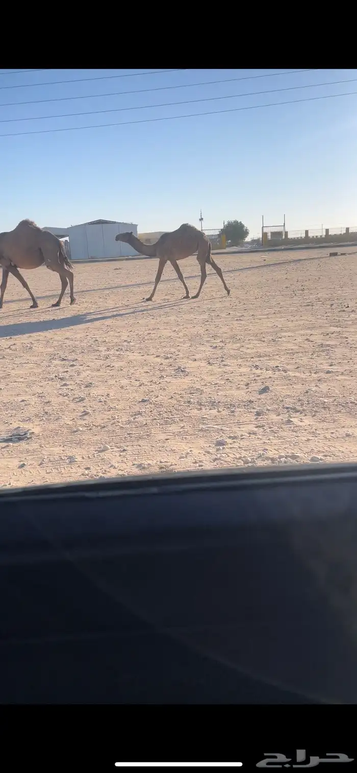 مفروده كفوو 0