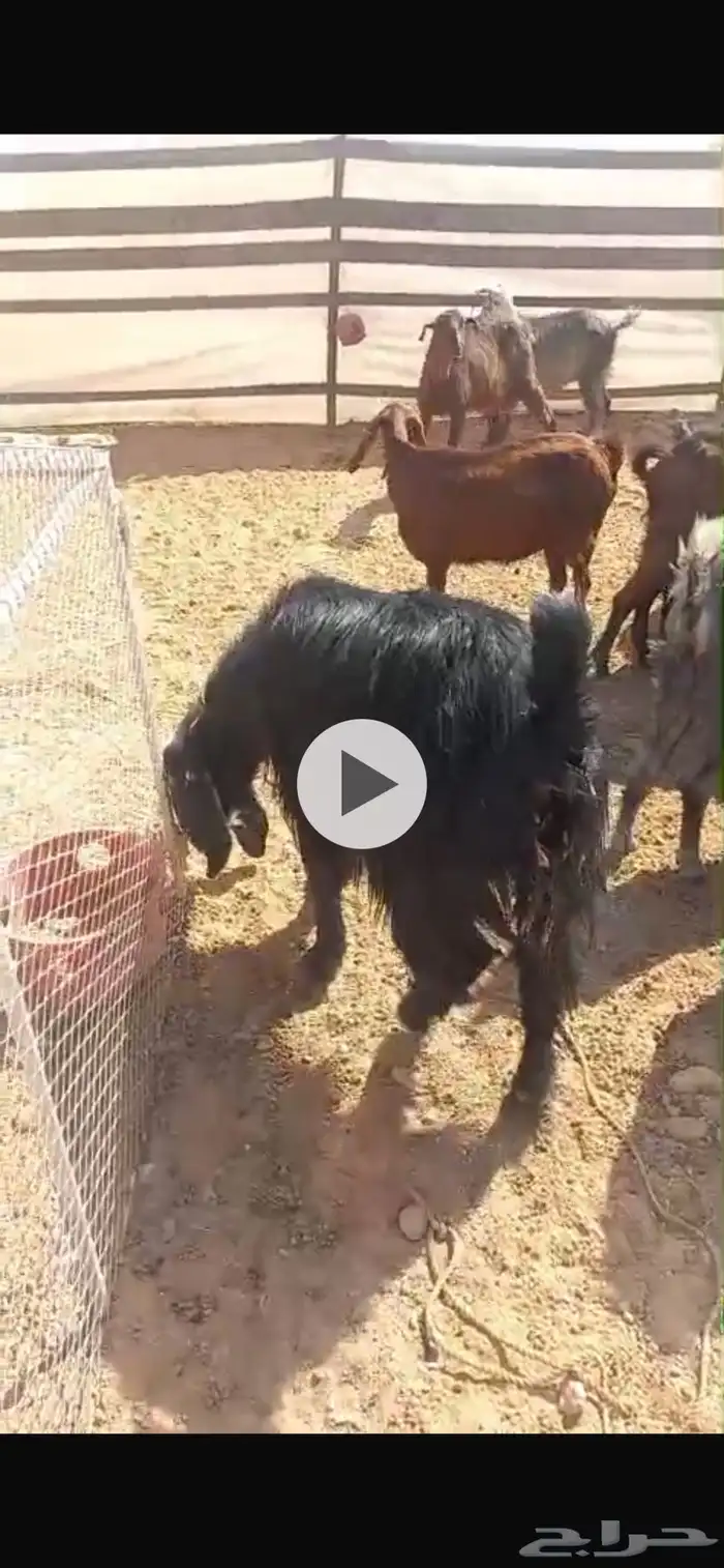 حلال مسروق 1