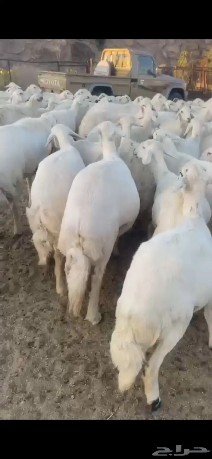 غنم حرش صنف 29