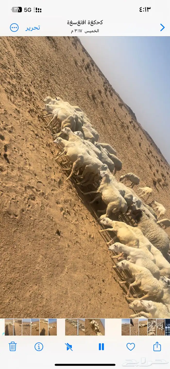 للبيع رخال رفيد العداد 80 والبيع عل 50 اوجمله 0