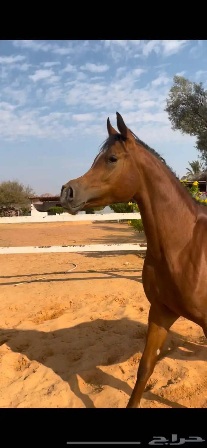 فرس واهو مكس جمال 0