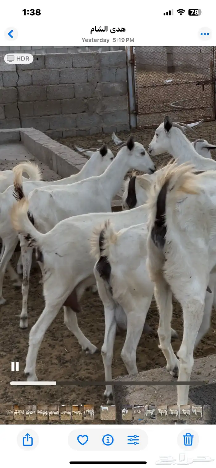 معزى بيشيات شبب بالفحل للبيع التواصل واتساب 7