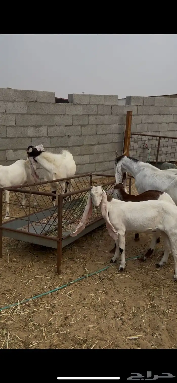 معاز بالجمله معزا هولنديه جفره نعيمي حري تيس عنز خروف 3