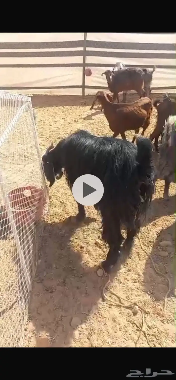 حلال مسروق 0