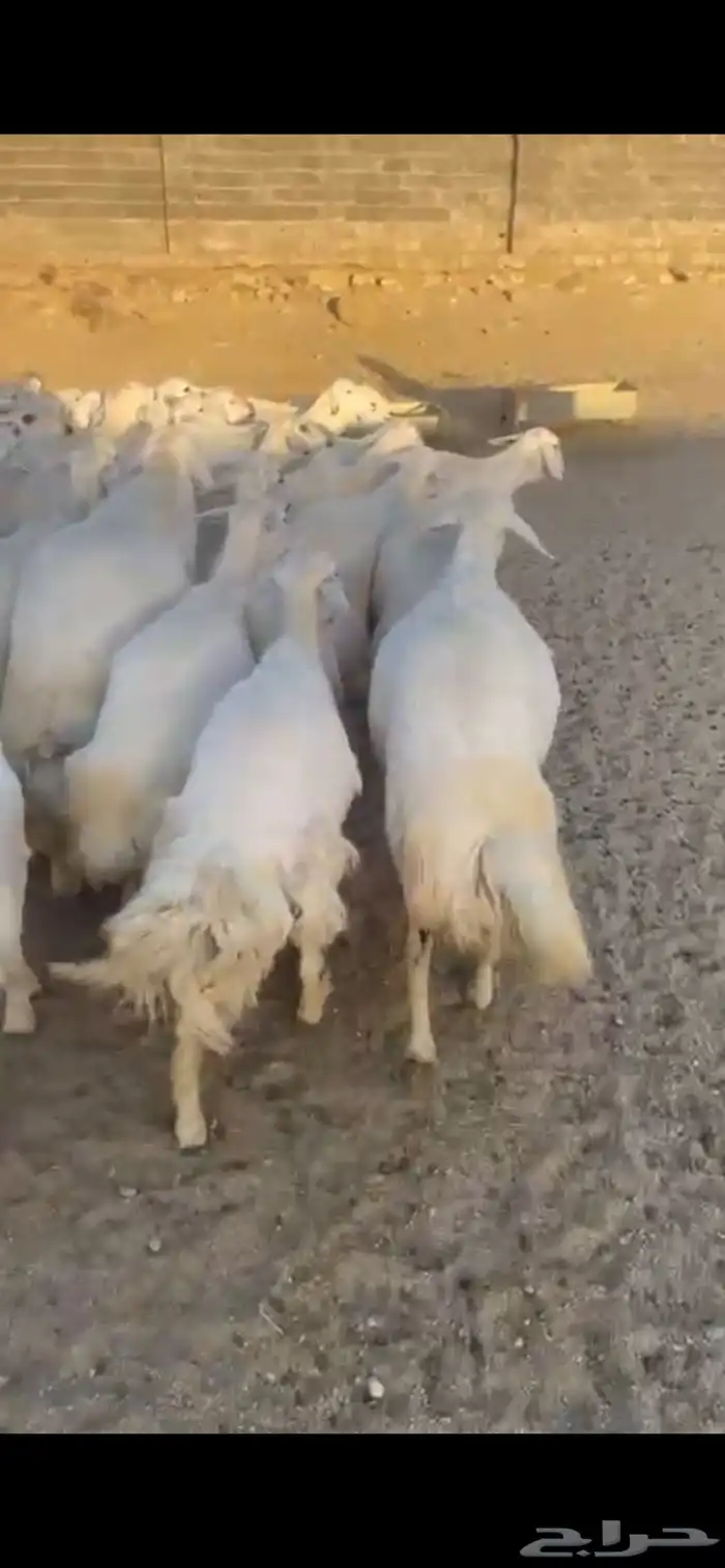غنم حرش صنف 2