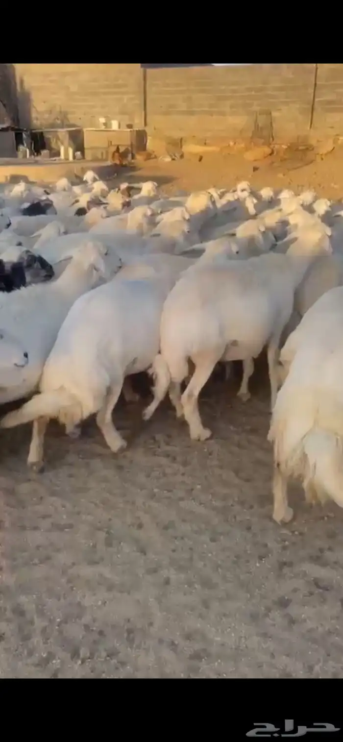 غنم حرش صنف 22