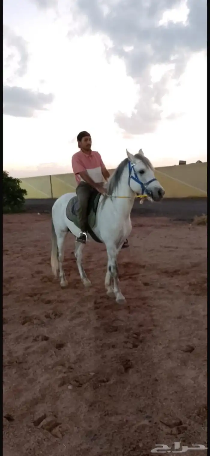 حصان بوني للبيع شرط السلامه والصحه 2