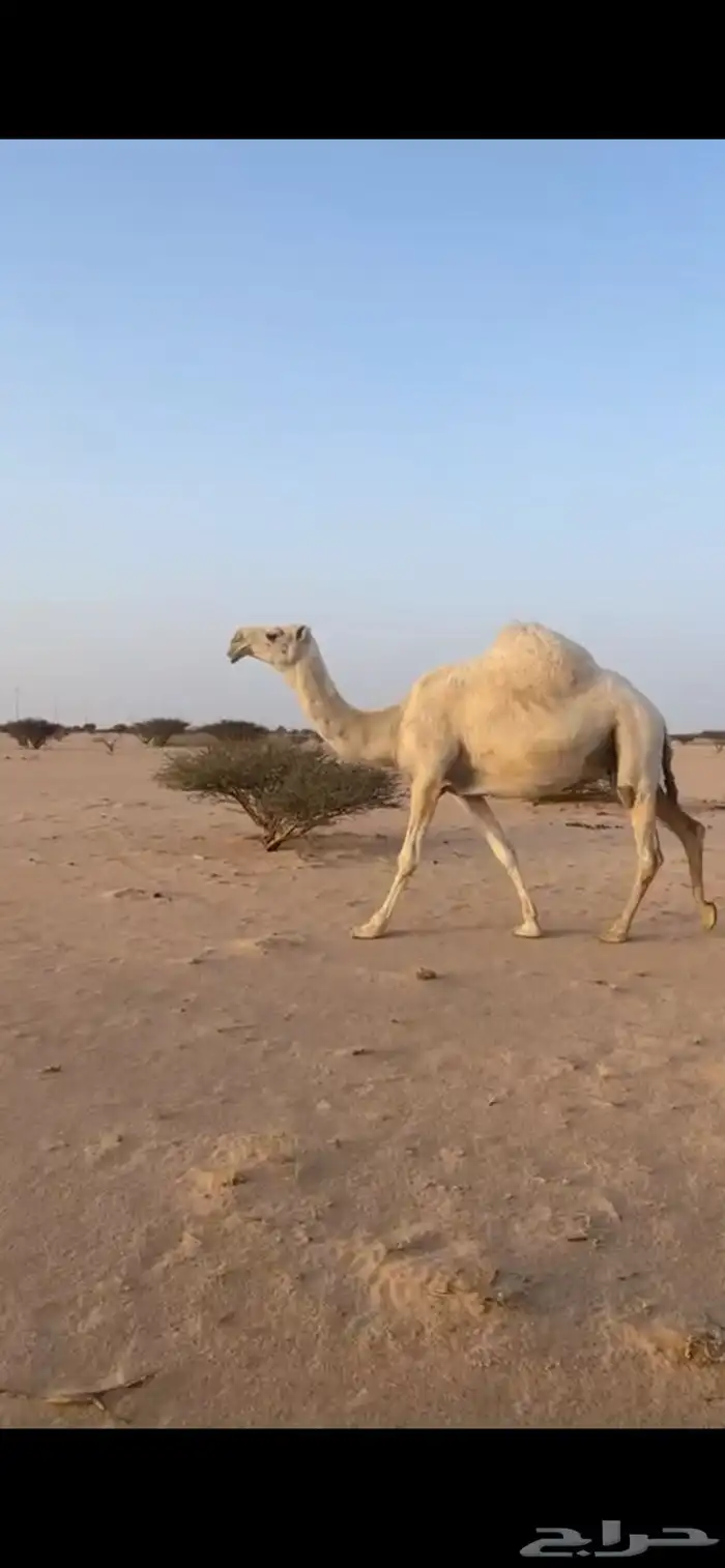 القحه كفو وضحاء 0