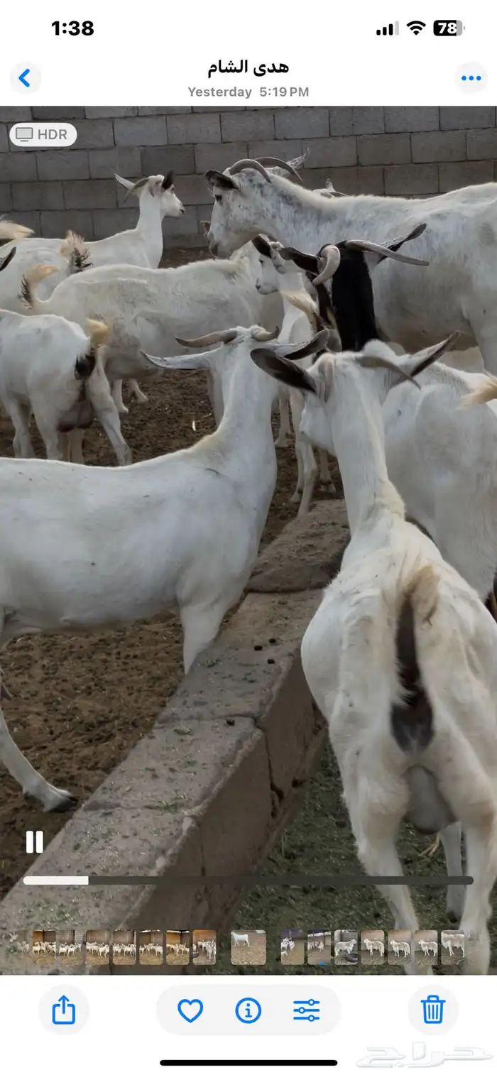 معزى بيشيات شبب بالفحل للبيع التواصل واتساب 10