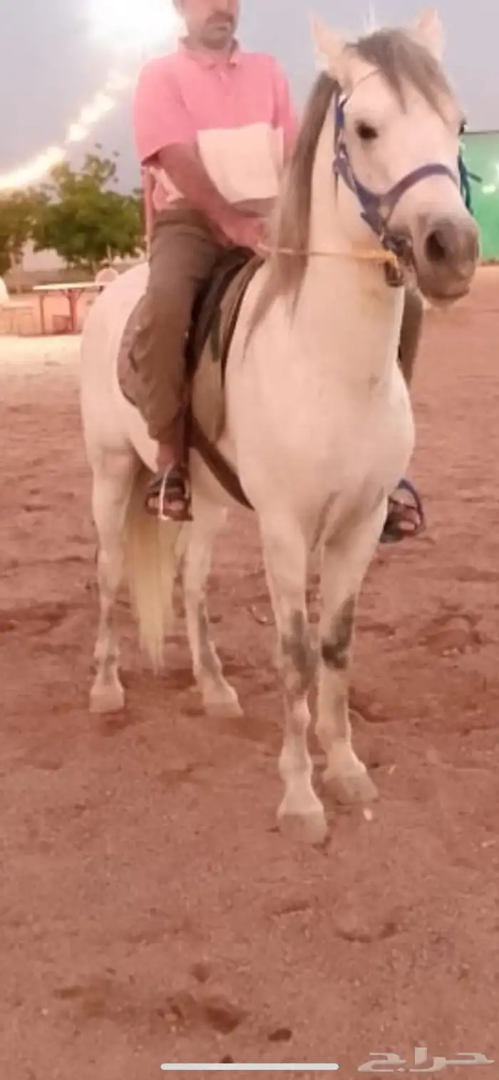 حصان بوني للبيع شرط السلامه والصحه 0