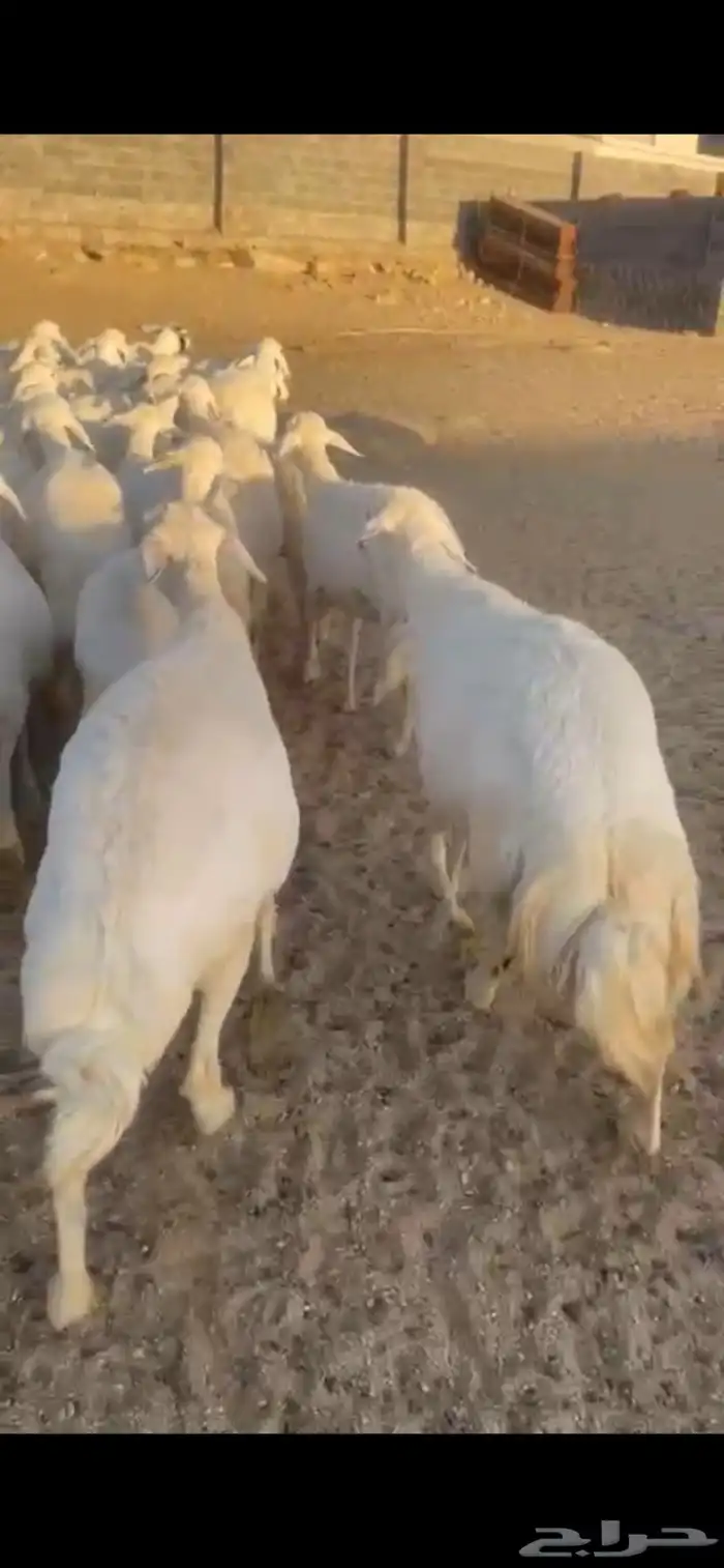 غنم حرش صنف 20