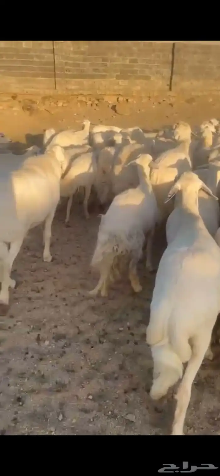 غنم حرش صنف 17