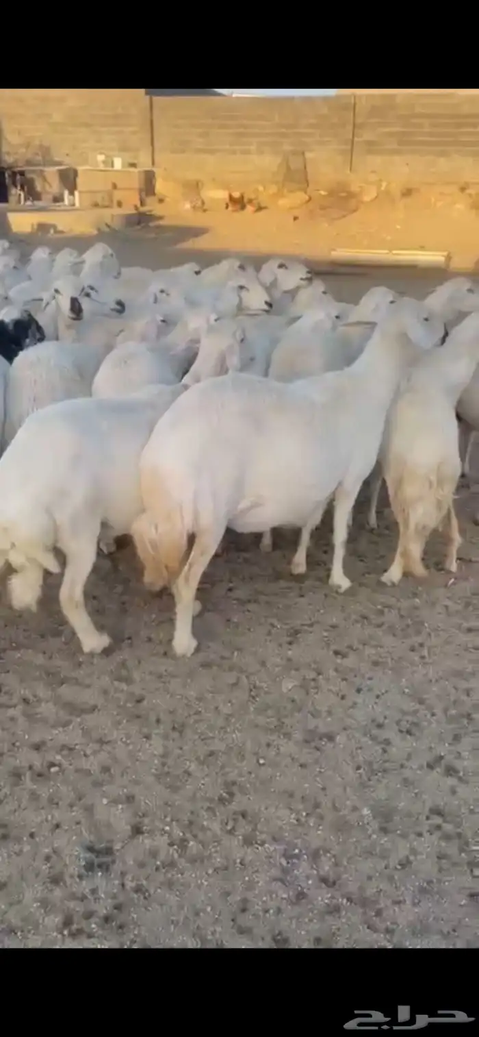 غنم حرش صنف 25