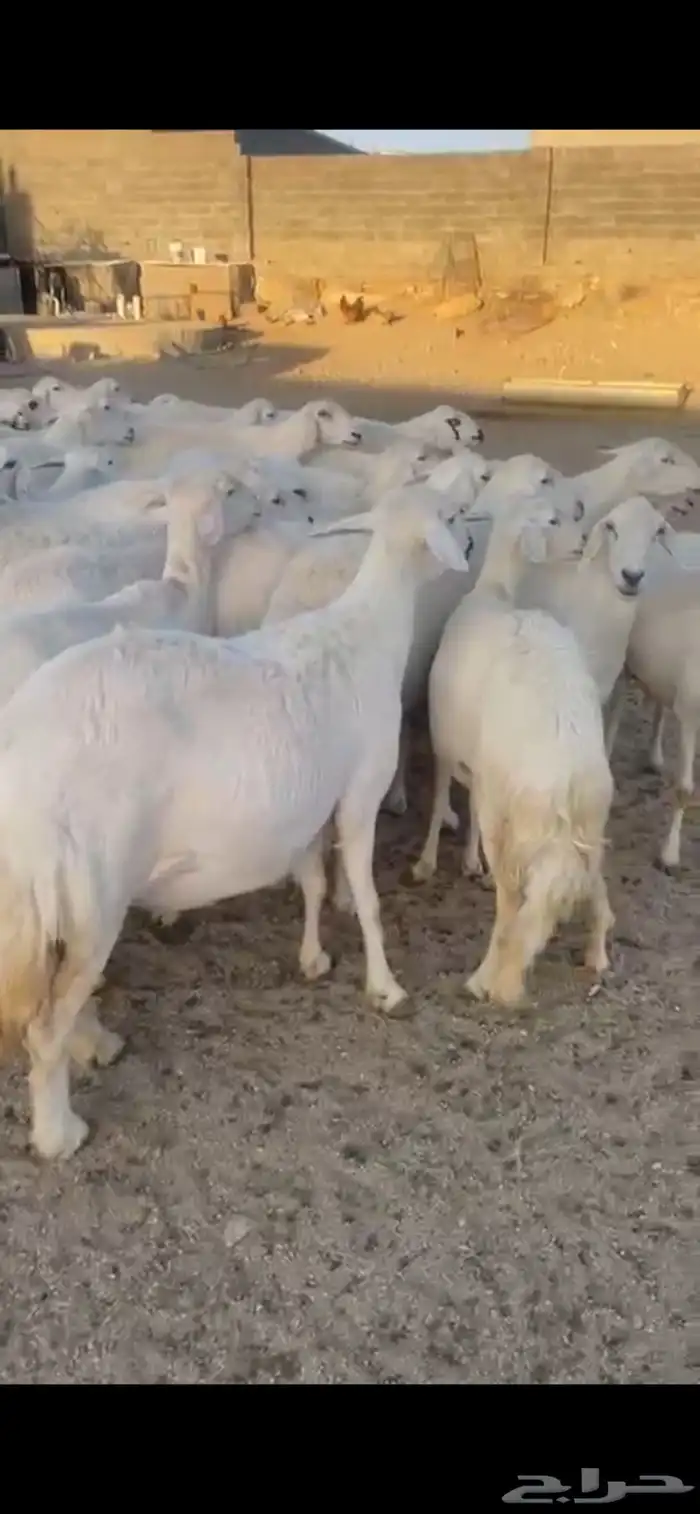 غنم حرش صنف 26