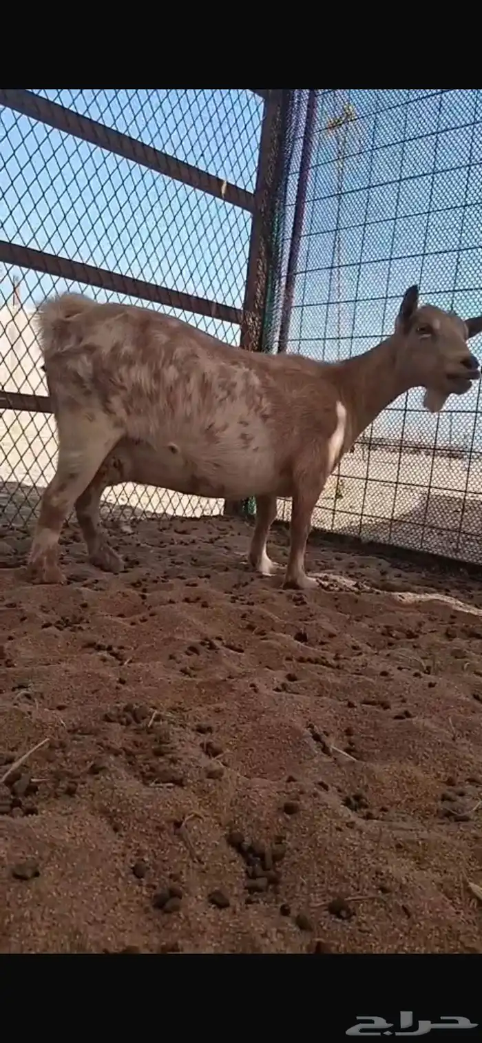 السلام عليكم عرضنا ماعز قزم معرف 1