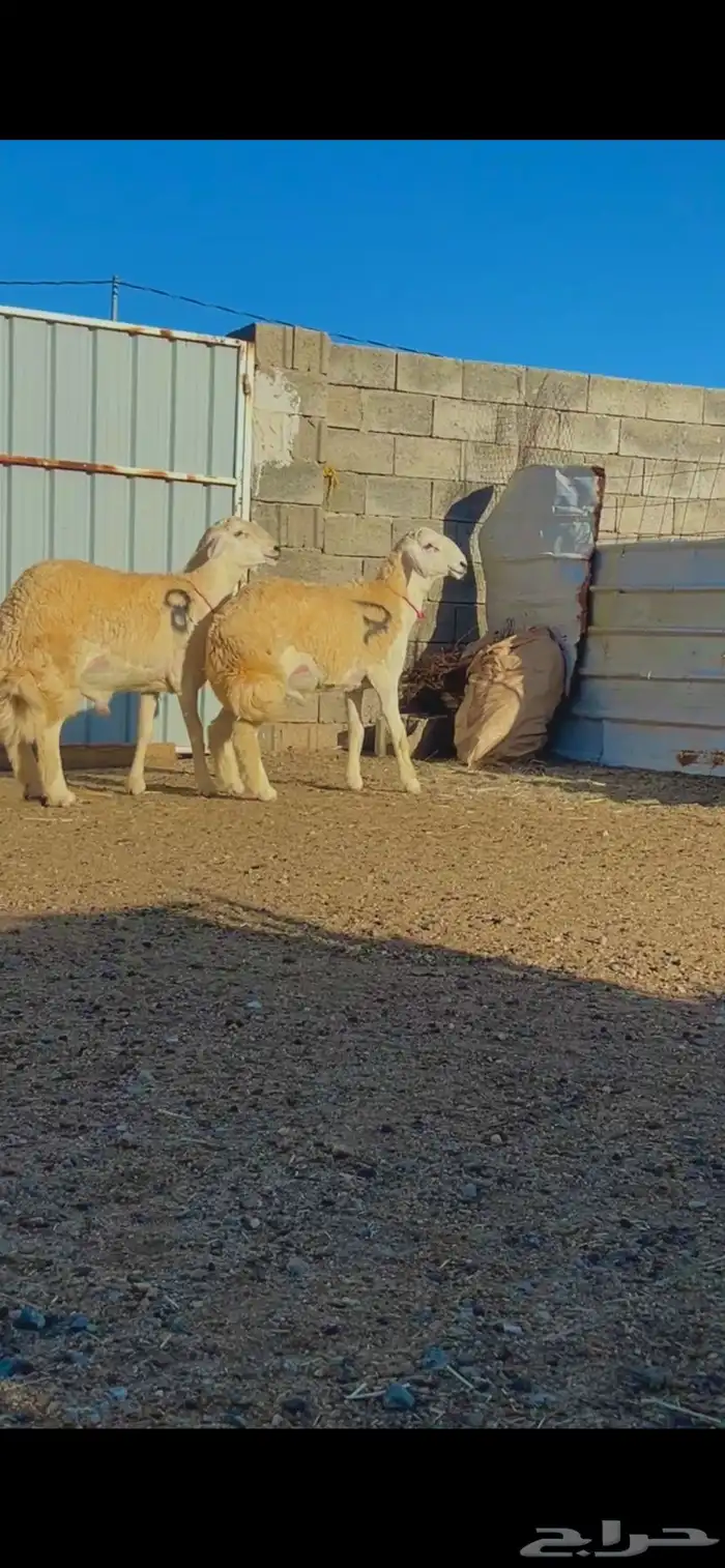 مشروع فحل نوادر صنف 3