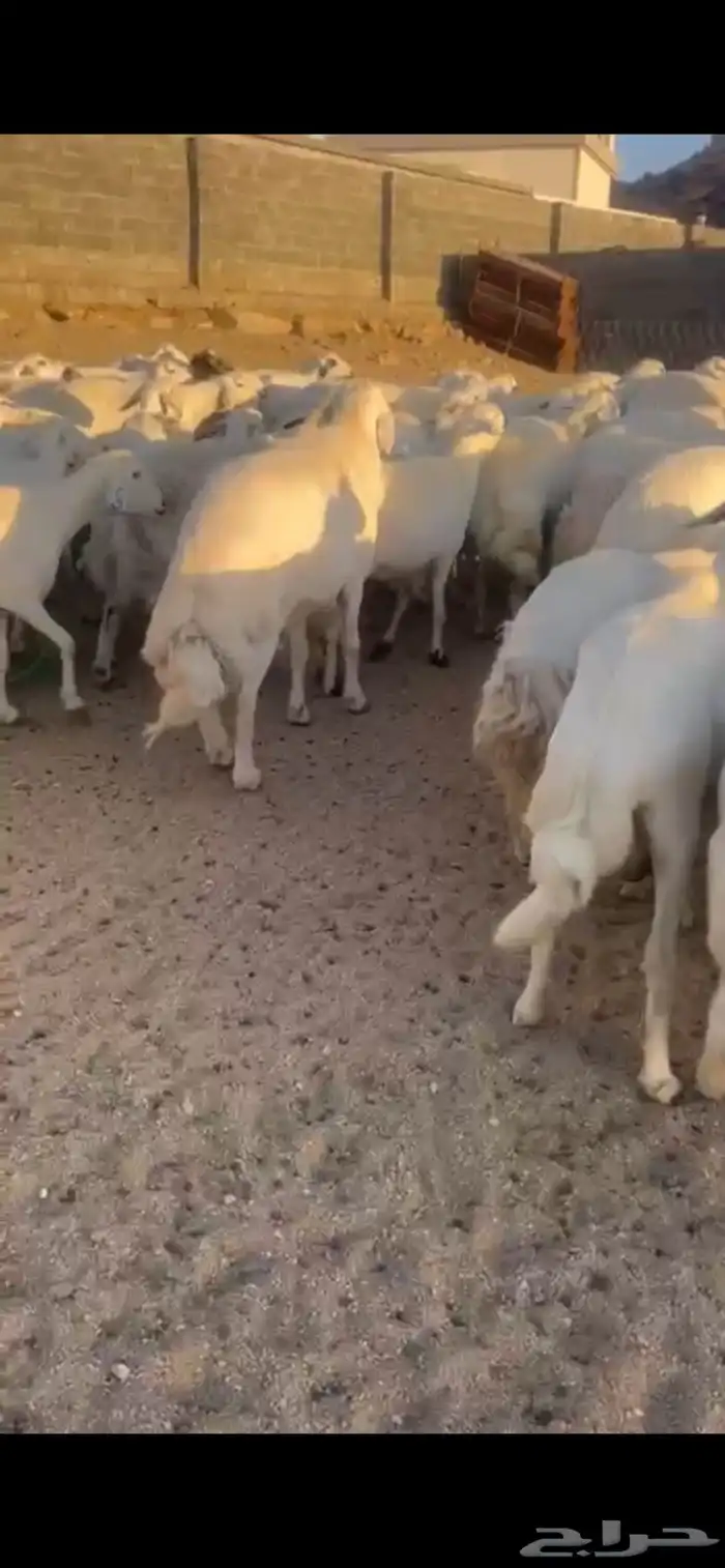 غنم حرش صنف 16