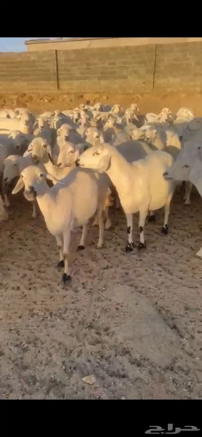 غنم حرش صنف 10