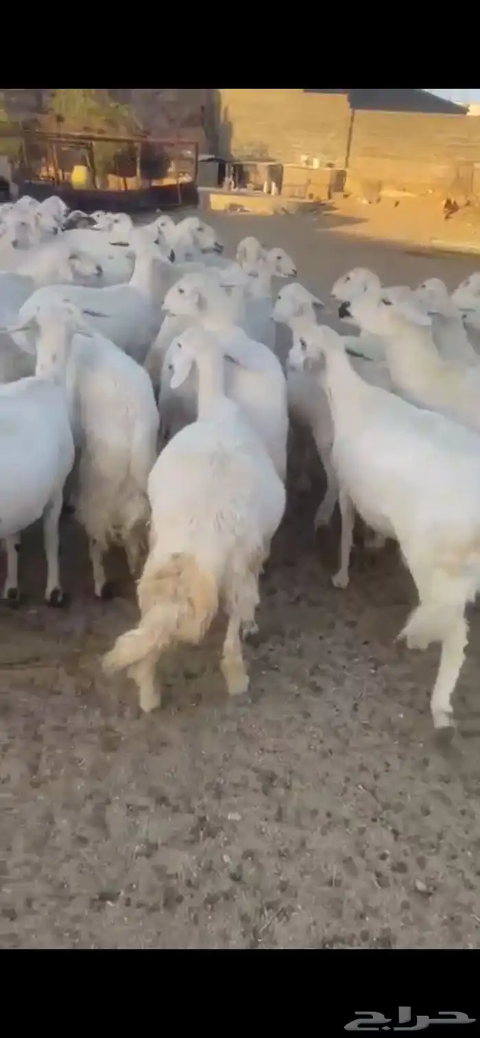 غنم حرش صنف 30