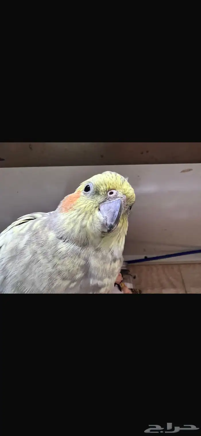 كوكتيل كروان ضايعه   بحي الشلهوب شارع المواصلات 2