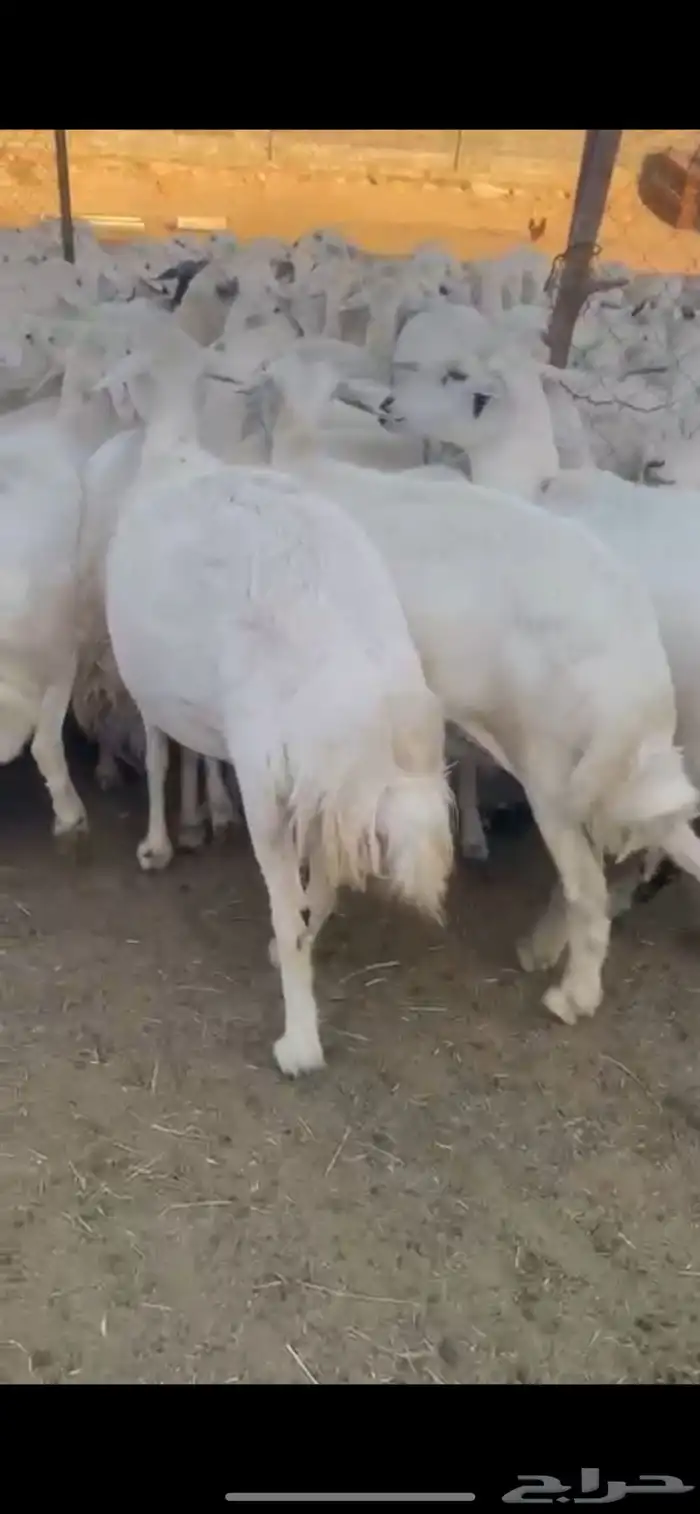 غنم حرش صنف 34