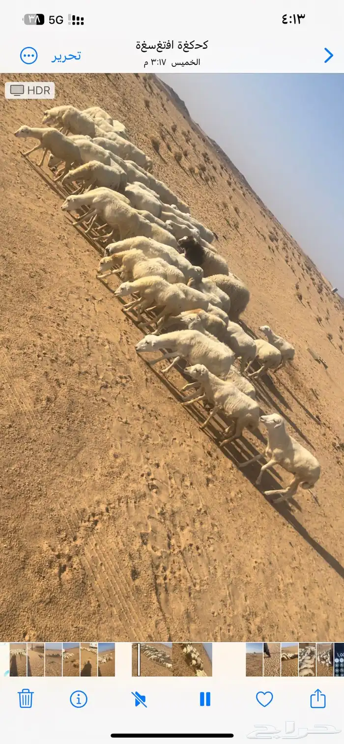 للبيع رخال رفيد العداد 80 والبيع عل 50 اوجمله 1