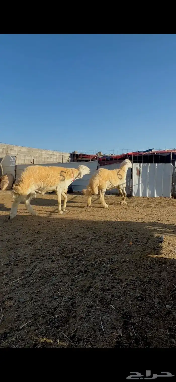 مشروع فحل نوادر صنف 2